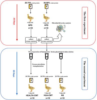 Bacteroides xylanisolvens possesses a potent anti-hyperuricemia effect in goslings fed on a high-protein diet